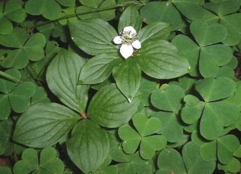 白い花が咲いているゴゼンタチバナ