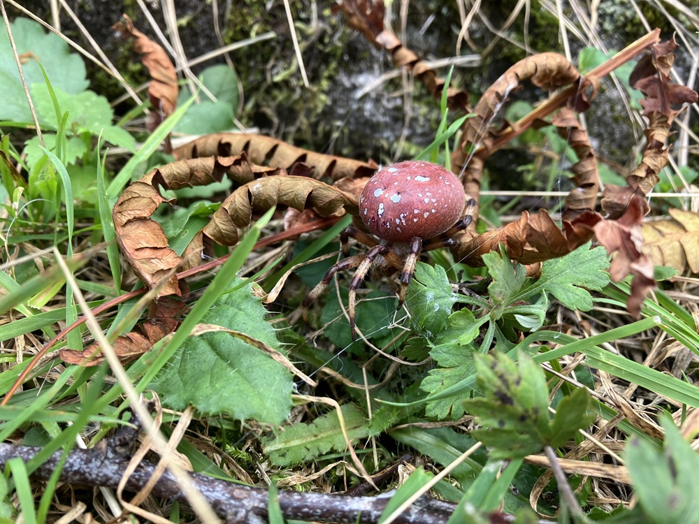 背側の腹部がきのこの傘（色は赤く、白い斑点模様がある）に似ている蜘蛛