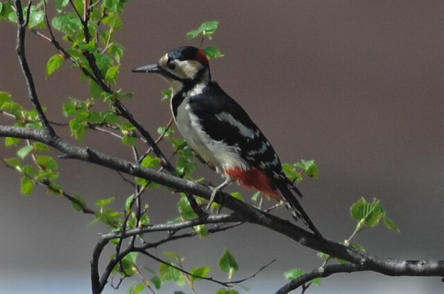 鳥 – 霧ヶ峰自然保護センター（ビジターセンター）
