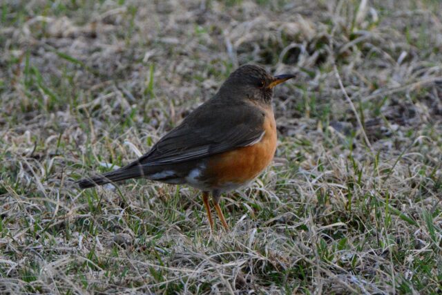 君鳥 鳥 – 霧ヶ峰自然保護センター（ビジターセンター）