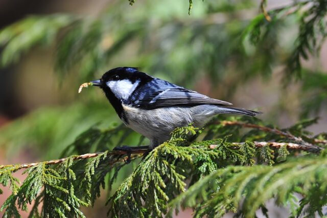 霧ヶ峰 鳥 取り外し済み 霧ヶ峰 鳥 取り外し済み