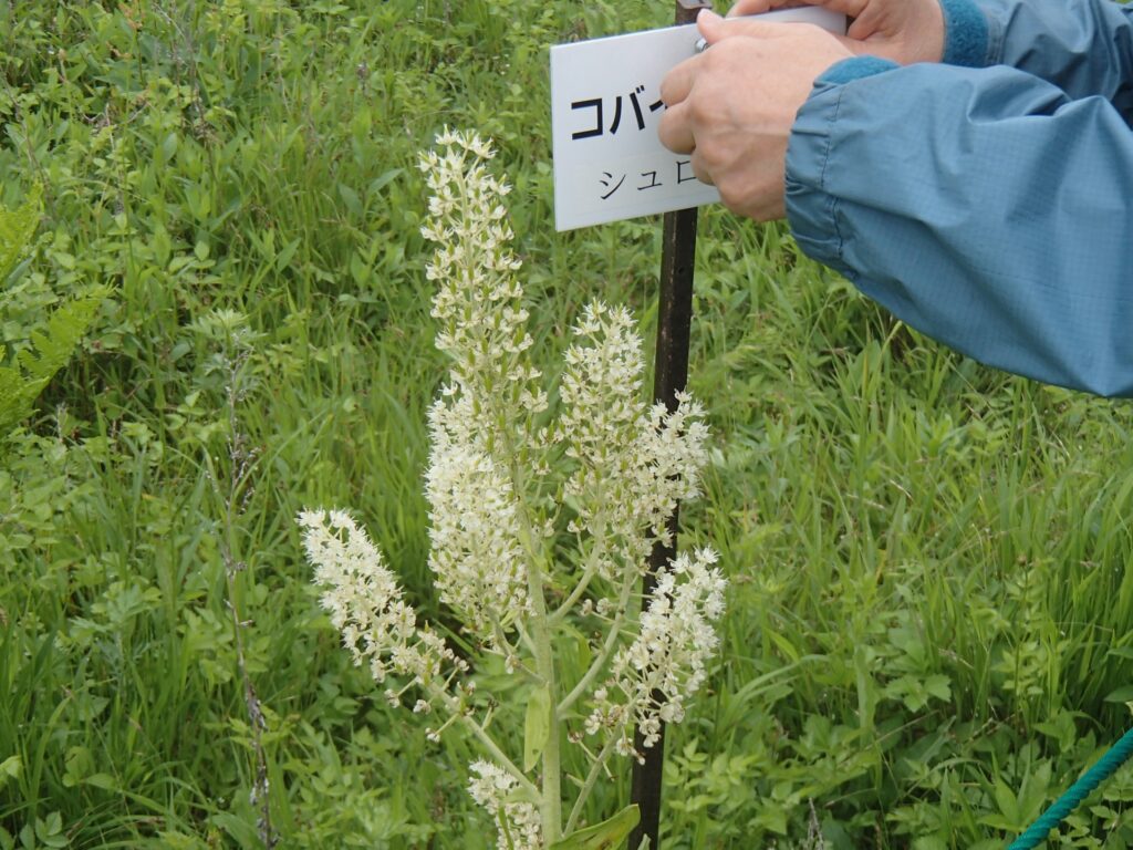 花の名札を付ける様子