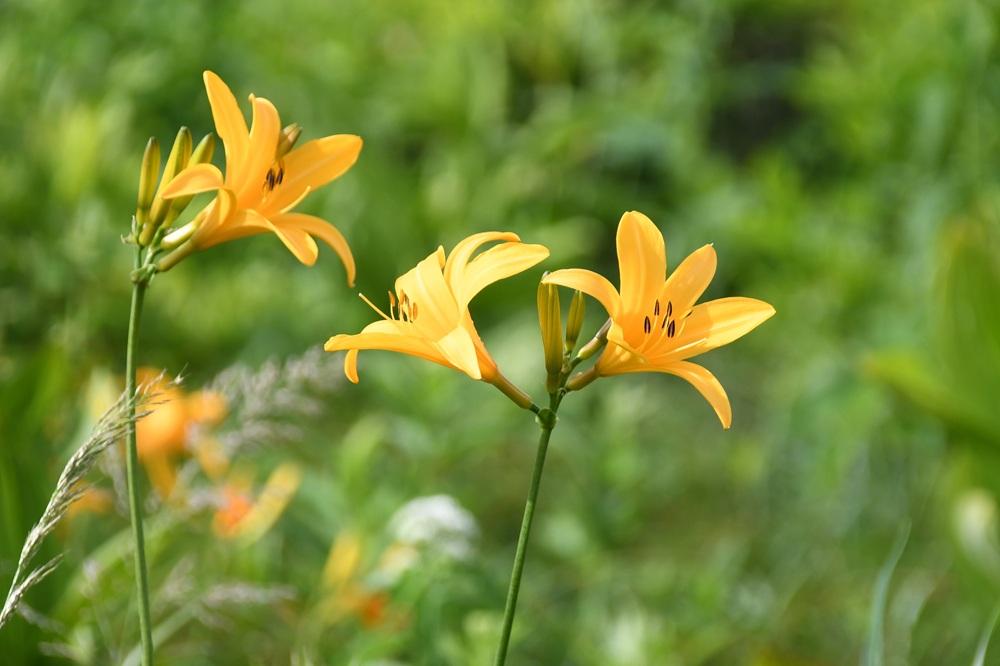 百合のような形の花