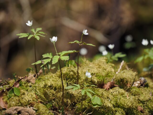 苔の上に咲くヒメイチゲ