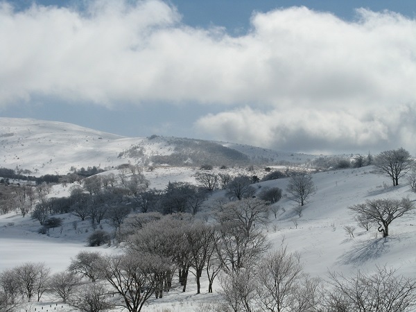 地表が雪で真っ白に覆われた景色