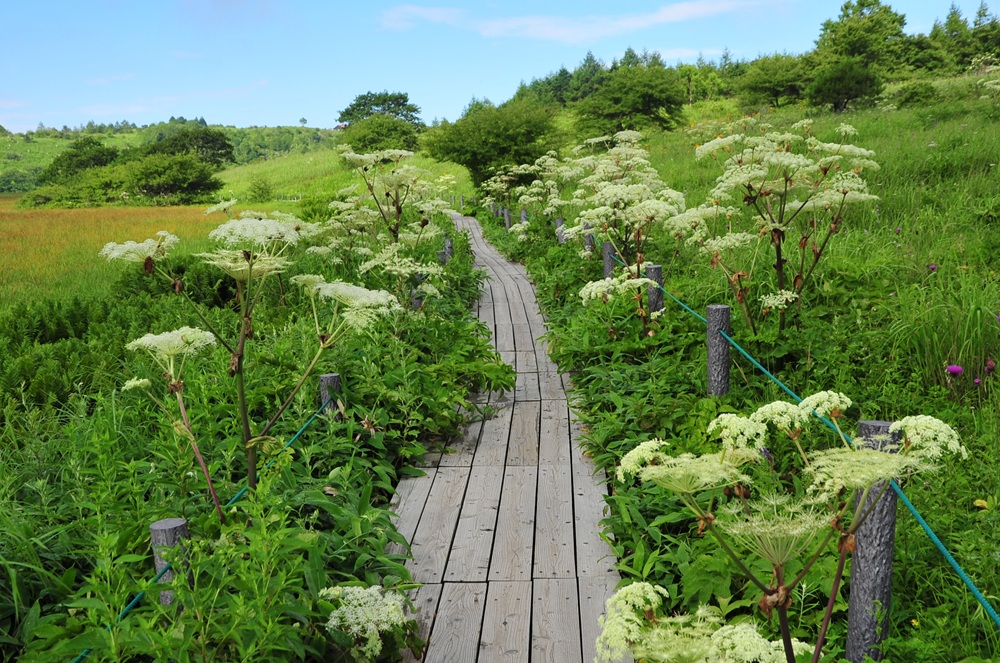 木道の両脇に白い大きな花